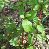 Cornus alba